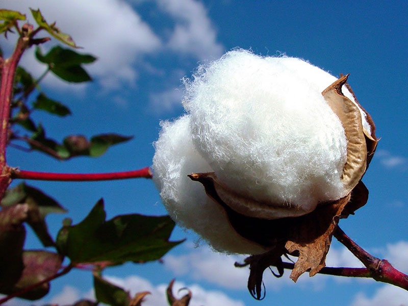Bông cotton được trồng và chăm sóc để sản xuất sợi cotton